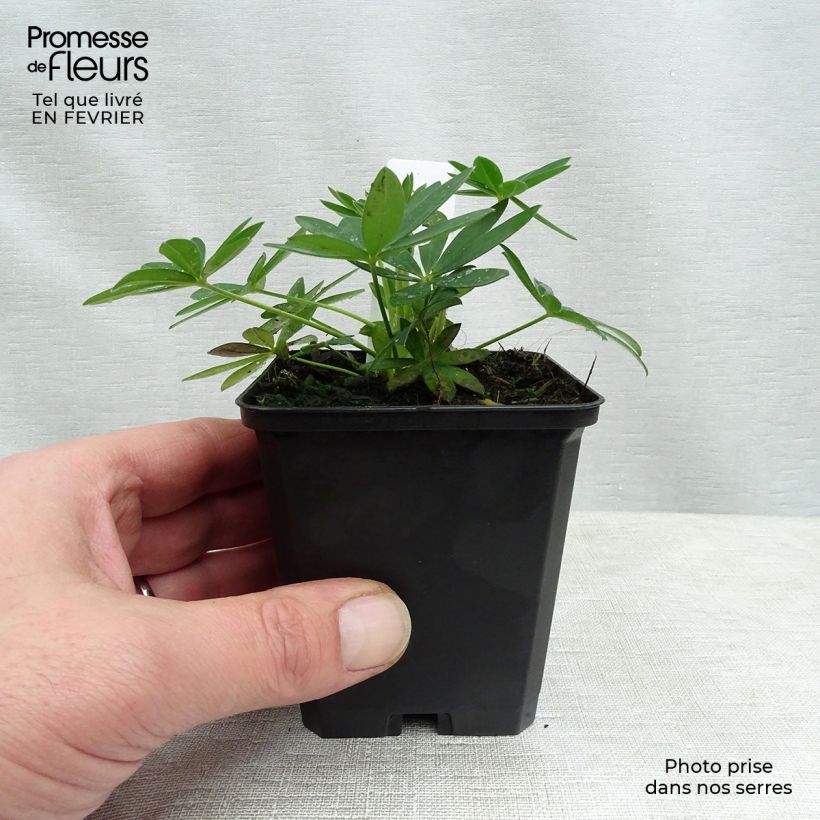 Altramuz Gallery Yellow Maceta de 8/9 cm Ejemplar entregado en invierno