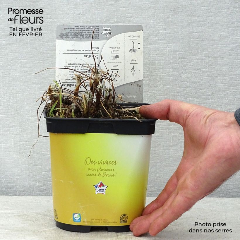 Altramuz Gallery Yellow Maceta 2L/3L Ejemplar entregado en invierno