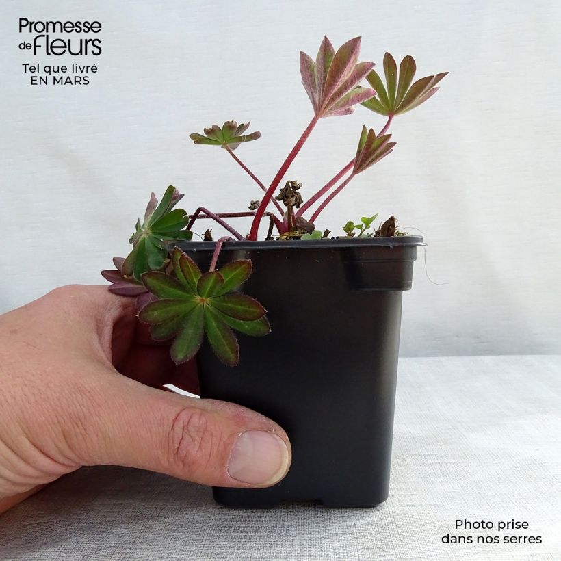 Altramuz The Châtelaine Maceta de 7/8 cm Ejemplar entregado en la primavera