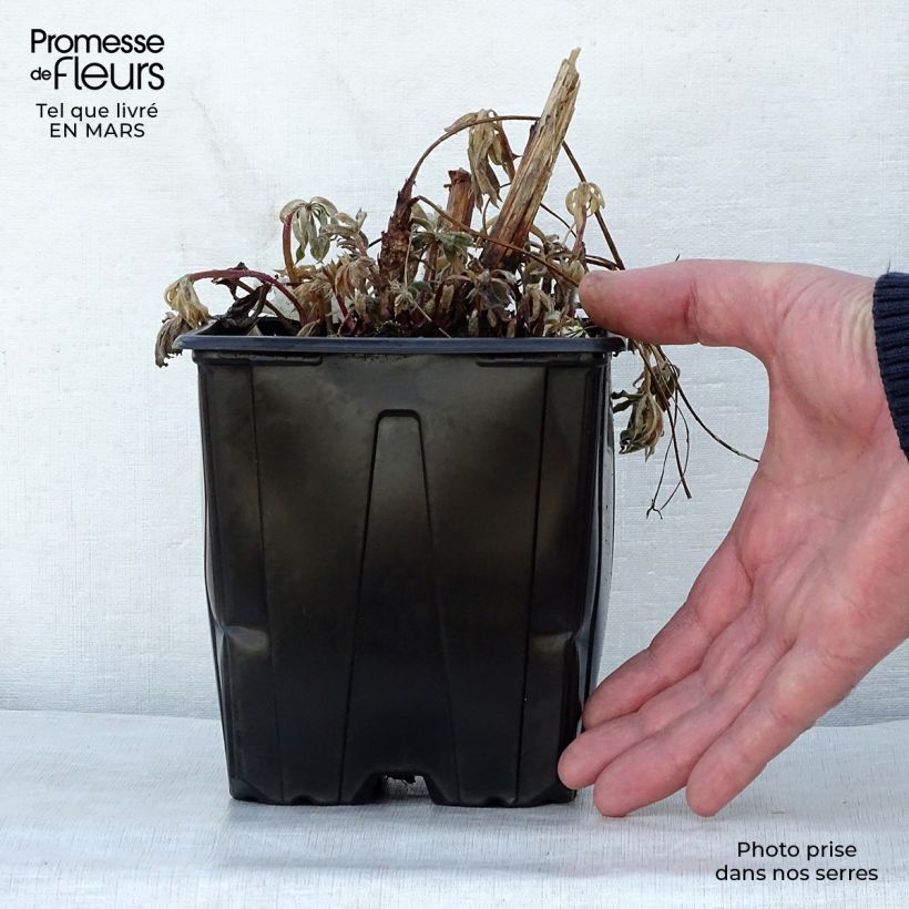 Altramuz The Châtelaine Maceta 2L/3L Ejemplar entregado en la primavera