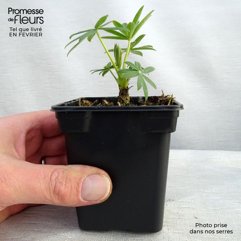 Altramuz Noblemaiden Maceta de 7/8 cm Ejemplar entregado en invierno