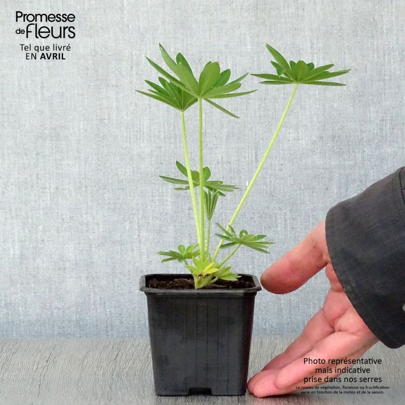 Altramuz Noblemaiden Maceta de 7/8 cm Ejemplar entregado en la primavera