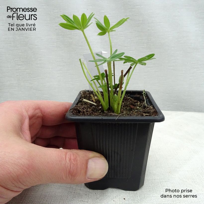 Altramuz Chandelier Maceta de 7/8 cm Ejemplar entregado en invierno