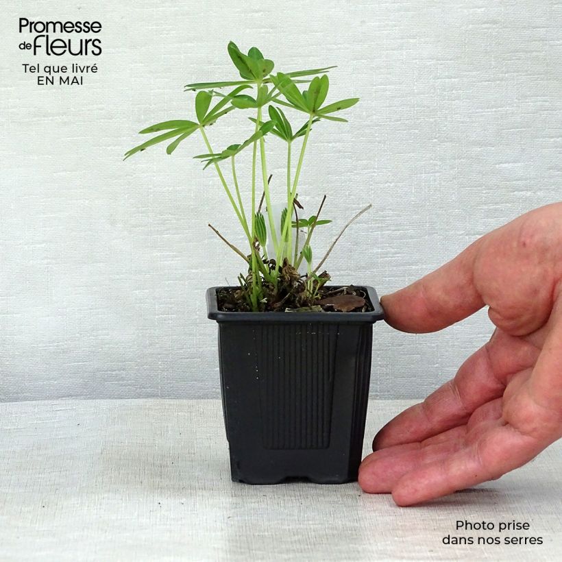 Altramuz Chandelier Maceta de 7/8 cm Ejemplar entregado en la primavera