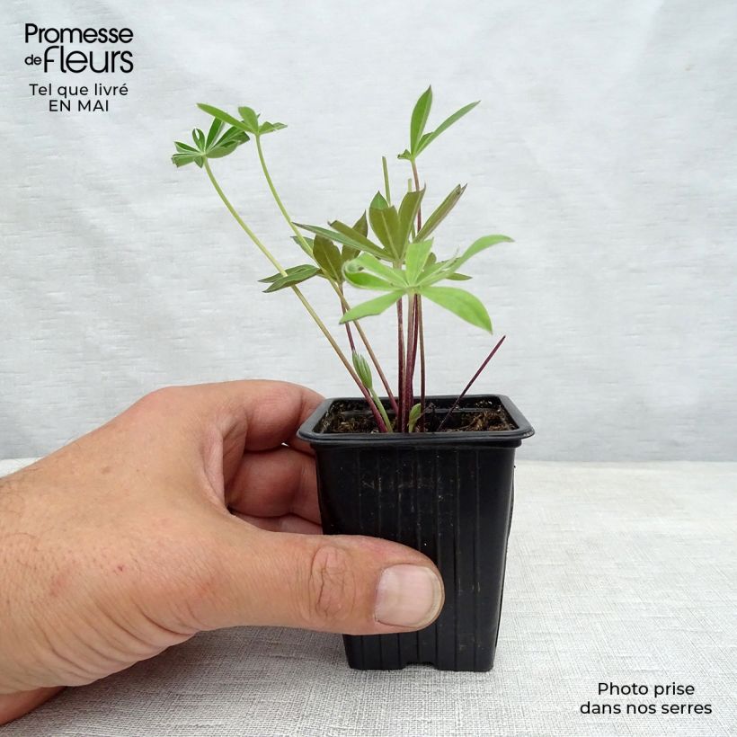 Altramuz The Governor Maceta de 7/8 cm Ejemplar entregado en la primavera