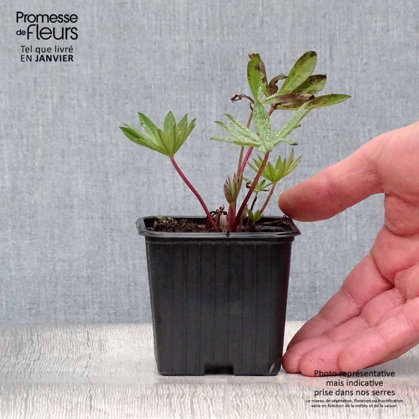 Altramuz My Castle Maceta de 7/8 cm Ejemplar entregado en invierno