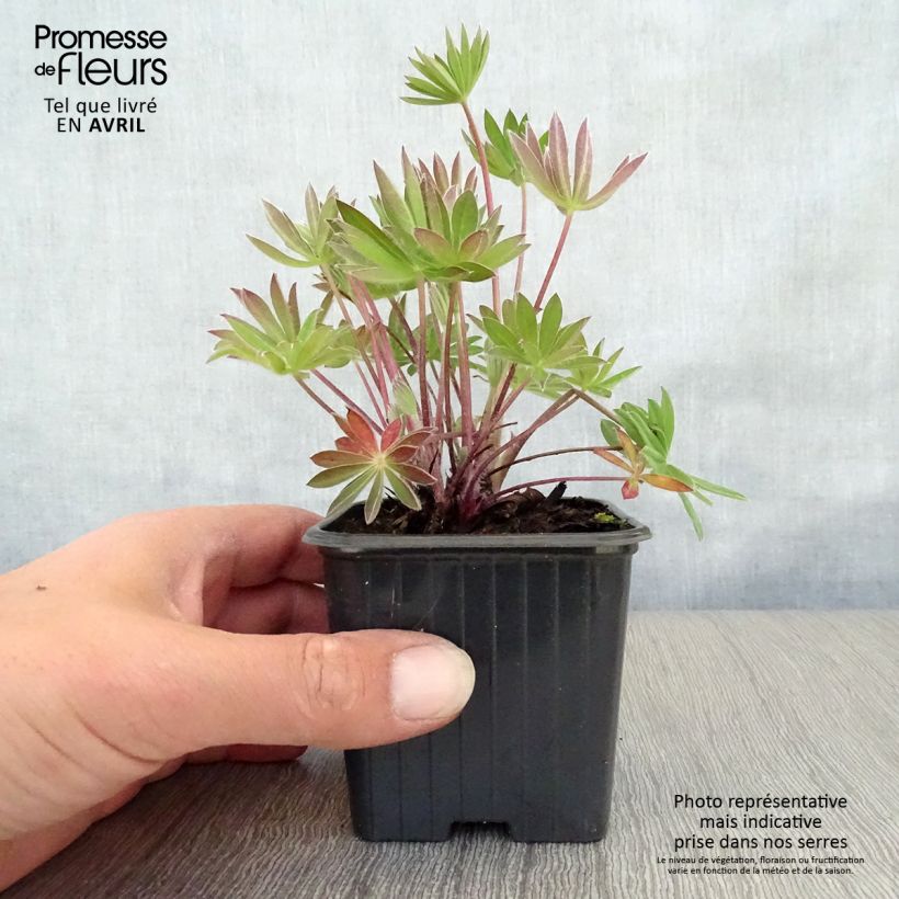 Altramuz My Castle Maceta de 7/8 cm Ejemplar entregado en la primavera