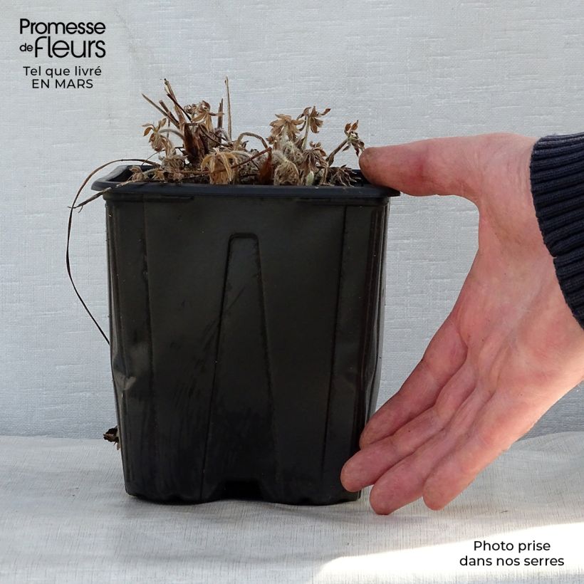 Altramuz My Castle Maceta 2L/3L Ejemplar entregado en la primavera