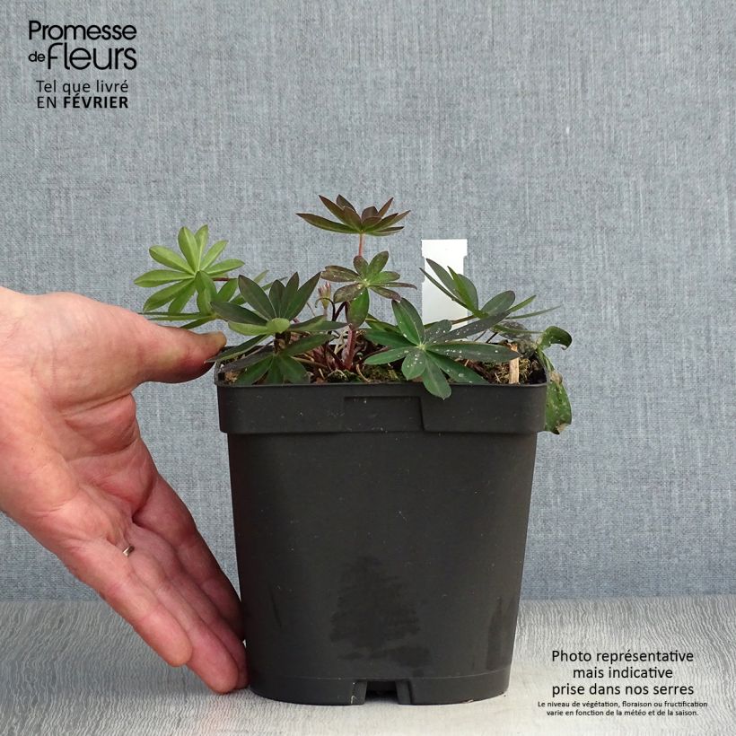 Altramuz My Castle Maceta 2L/3L Ejemplar entregado en invierno