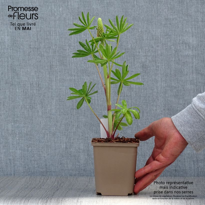 Altramuz West Country Blossom Maceta de 10 cm/11 cm Ejemplar entregado en la primavera