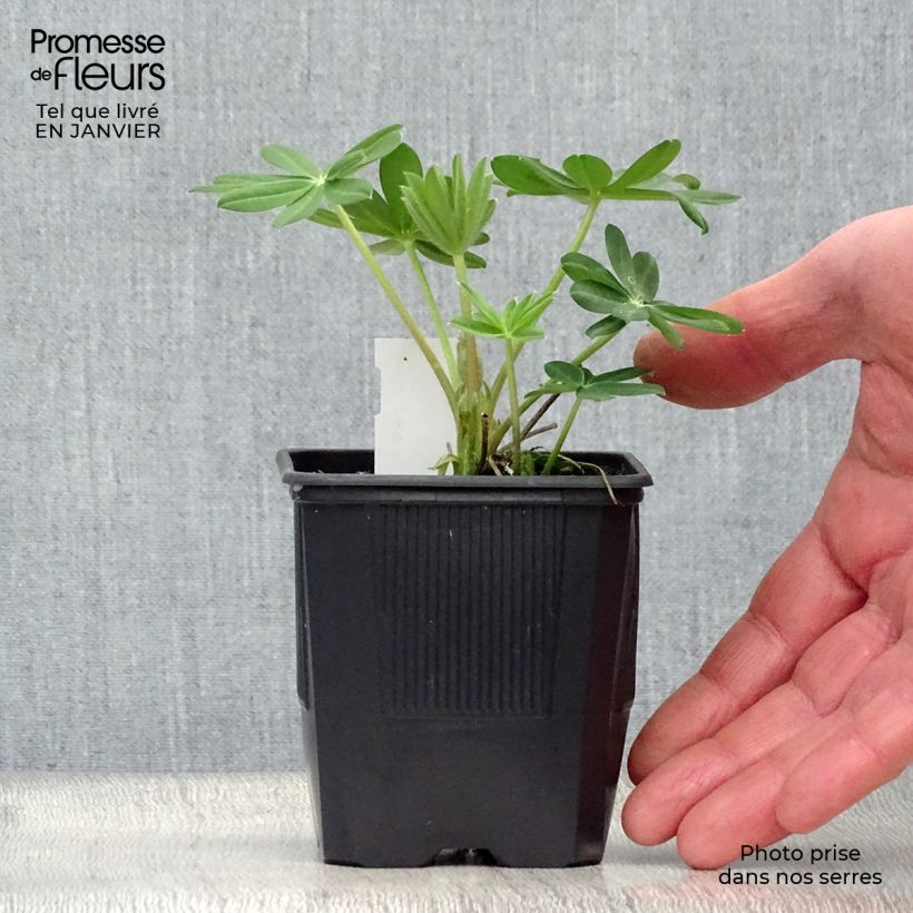 Altramuz West Country Manhattan Lights Maceta de 8/9 cm Ejemplar entregado en invierno