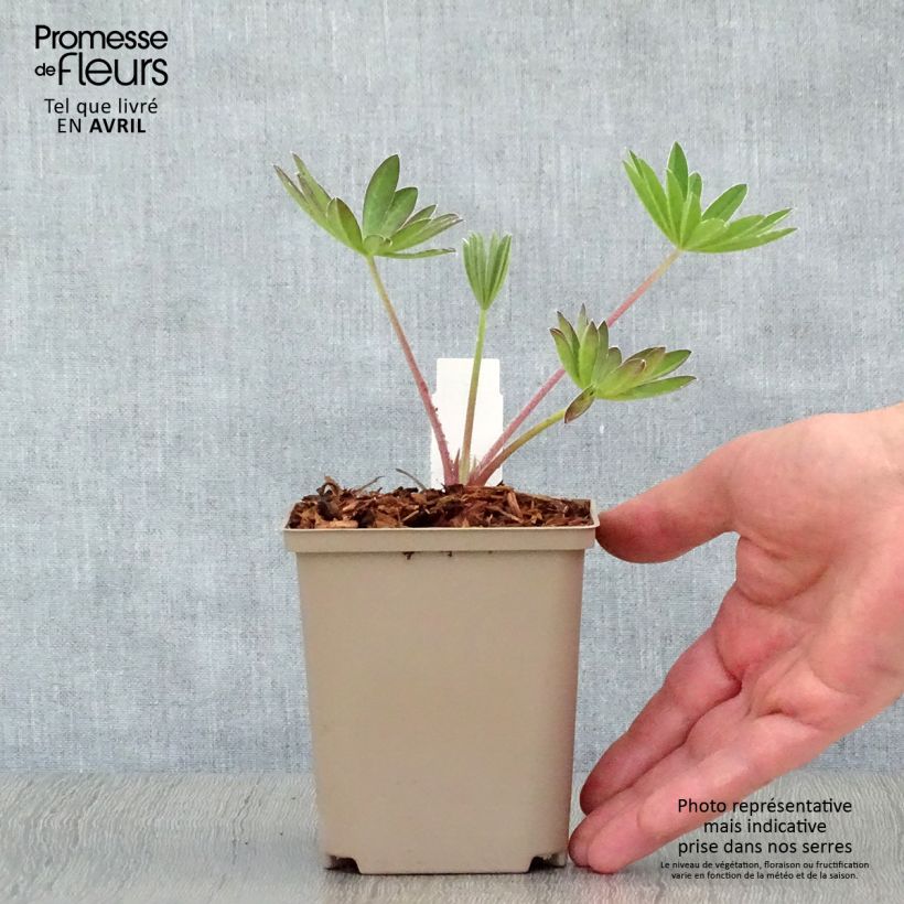 Altramuz West Country Manhattan Lights Maceta de 8/9 cm Ejemplar entregado en la primavera