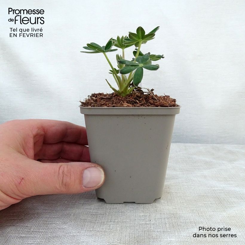 Altramuz Masterpiece Maceta de 8/9 cm Ejemplar entregado en invierno