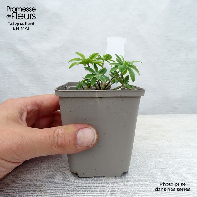 Altramuz Masterpiece Maceta de 8/9 cm Ejemplar entregado en la primavera