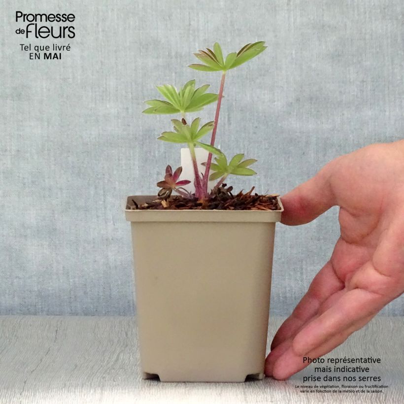 Altramuz West Country Persian Slipper Maceta de 10 cm/11 cm Ejemplar entregado en la primavera