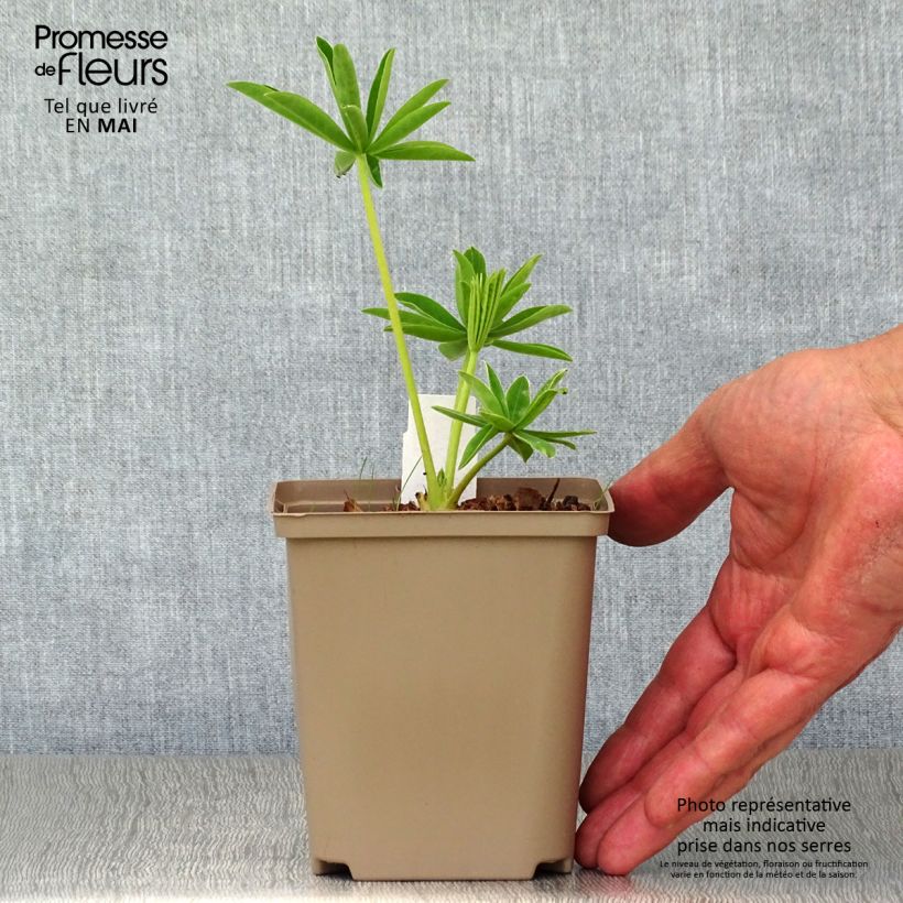 Altramuz West Country Polar Princess Maceta de 10 cm/11 cm Ejemplar entregado en la primavera