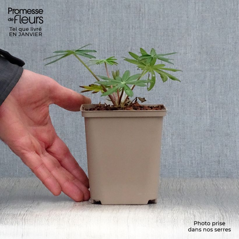 Altramuz West Country Red Rum Maceta de 10 cm/11 cm Ejemplar entregado en invierno