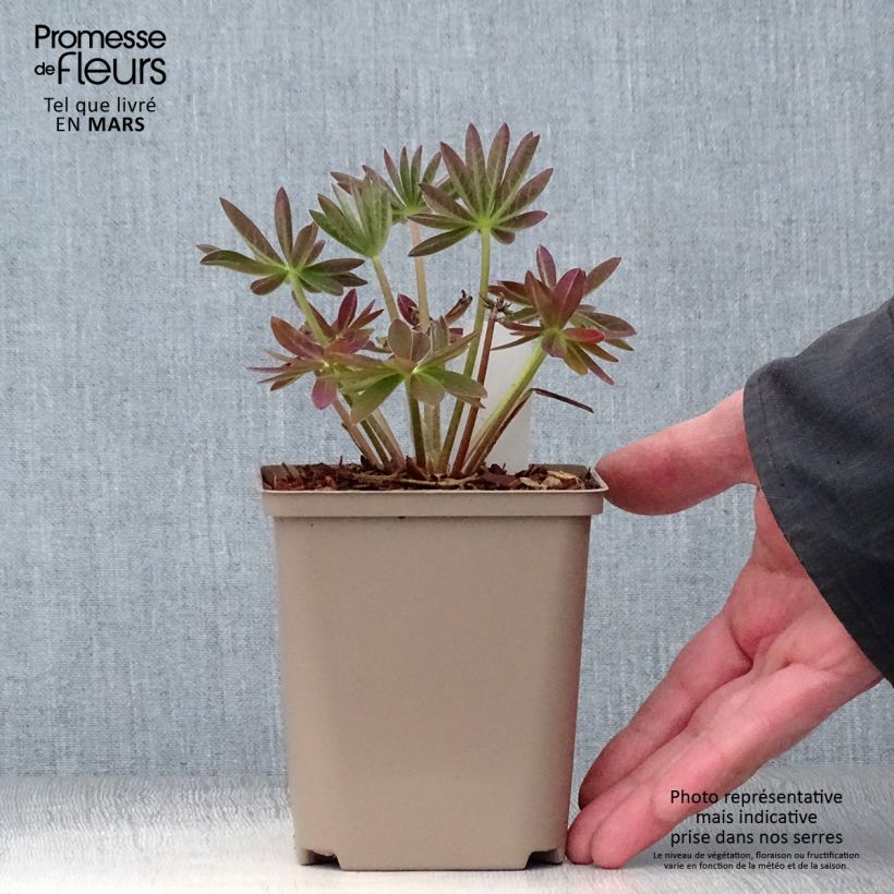 Altramuz West Country Salmon Star Maceta de 10 cm/11 cm Ejemplar entregado en la primavera