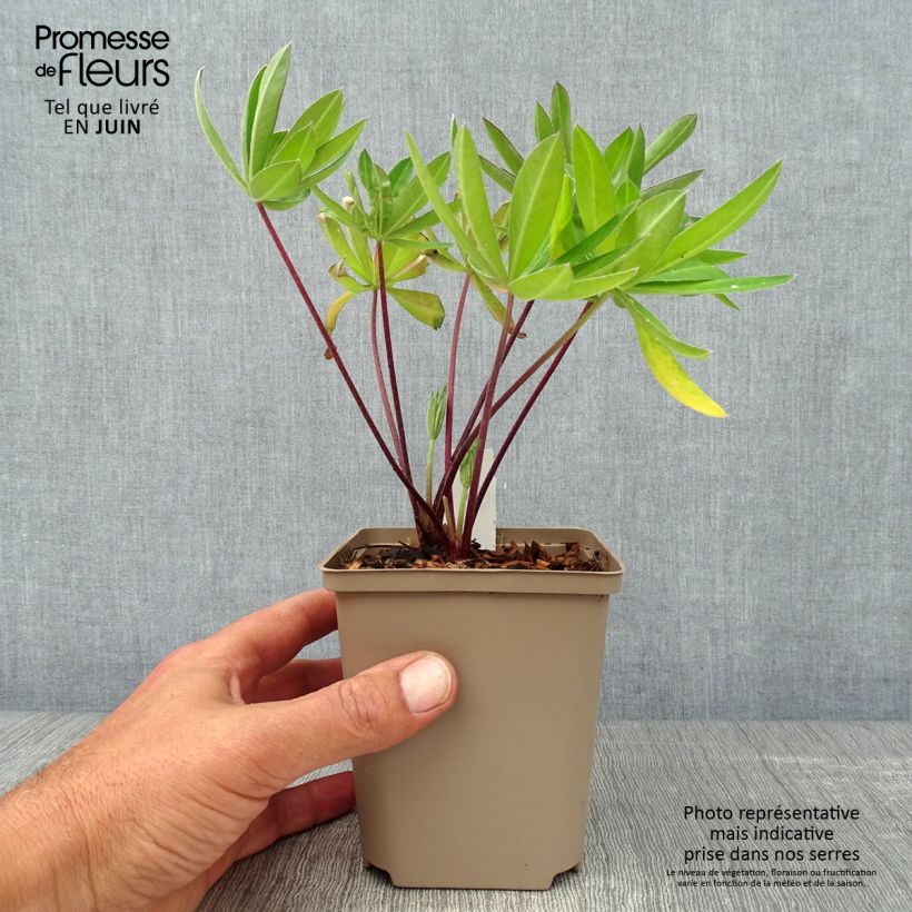 Ejemplar de Altramuz West Country Tequila Flame Maceta de 10 cm/11 cm entregado en verano