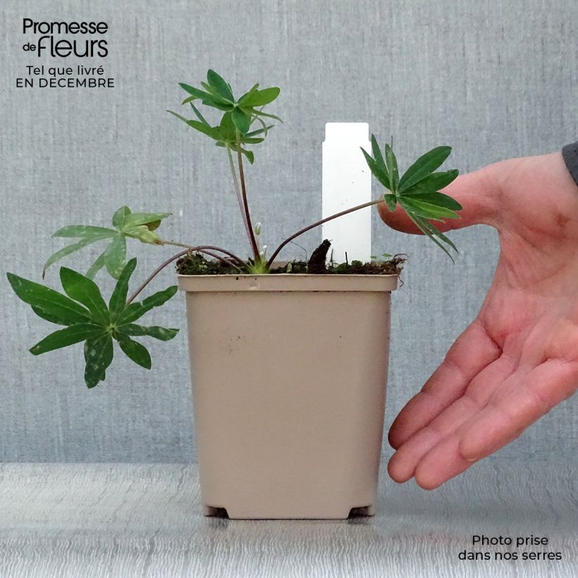 Altramuz West Country Tequila Flame Maceta de 10 cm/11 cm Ejemplar entregado en invierno