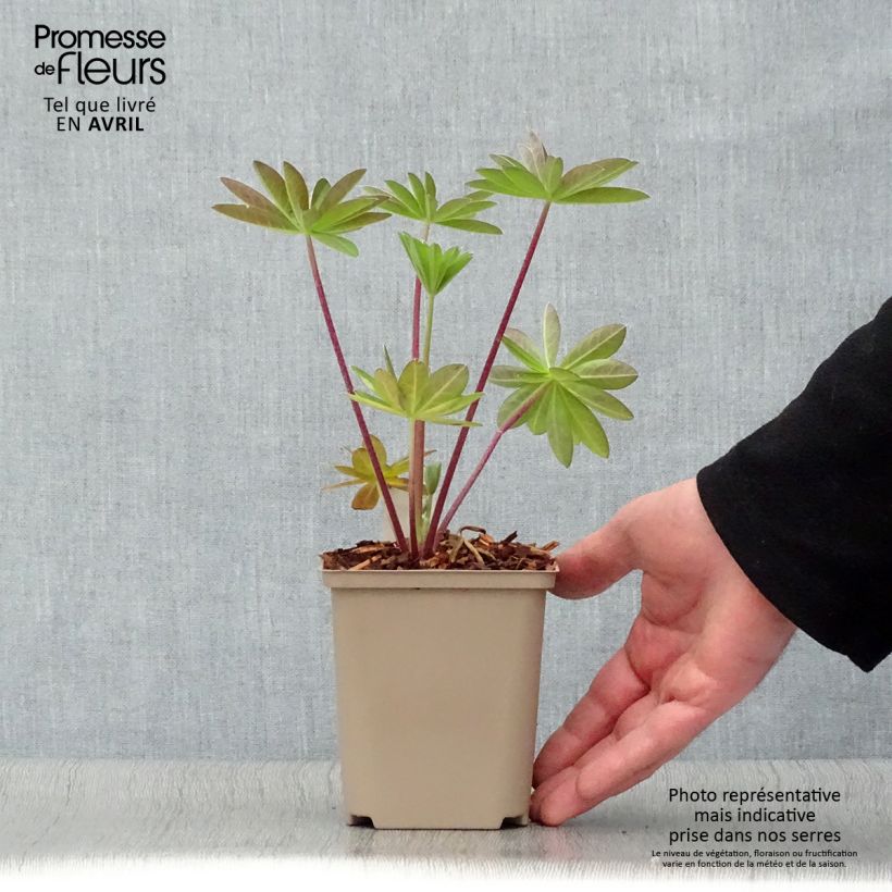 Altramuz West Country Tequila Flame Maceta de 10 cm/11 cm Ejemplar entregado en la primavera