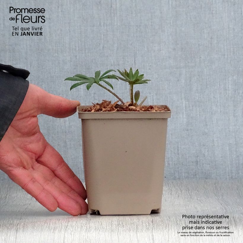 Altramuz West Country Terracotta Maceta de 10 cm/11 cm Ejemplar entregado en invierno