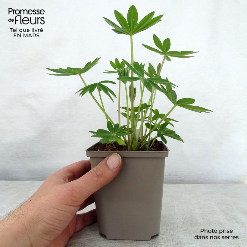 Altramuz West Country Terracotta Maceta de 10 cm/11 cm Ejemplar entregado en la primavera