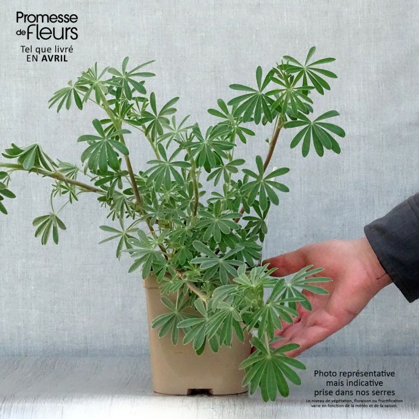 Lupinus arboreus - Altramuz Maceta 2L/3L Ejemplar entregado en la primavera