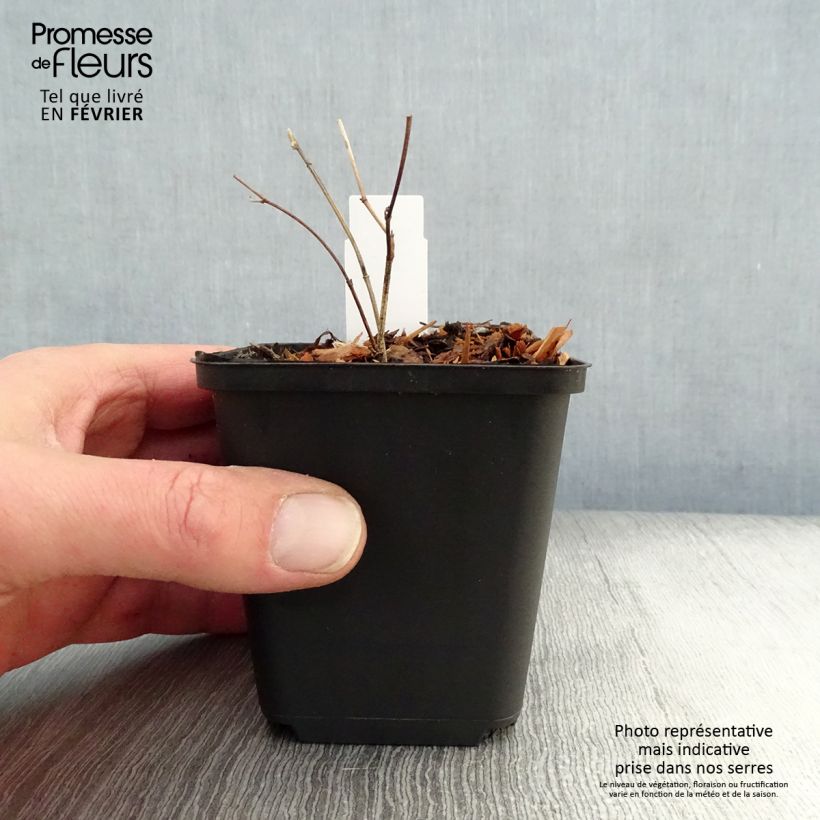 Baptisia Purple Smoke Maceta de 8/9 cm Ejemplar entregado en invierno