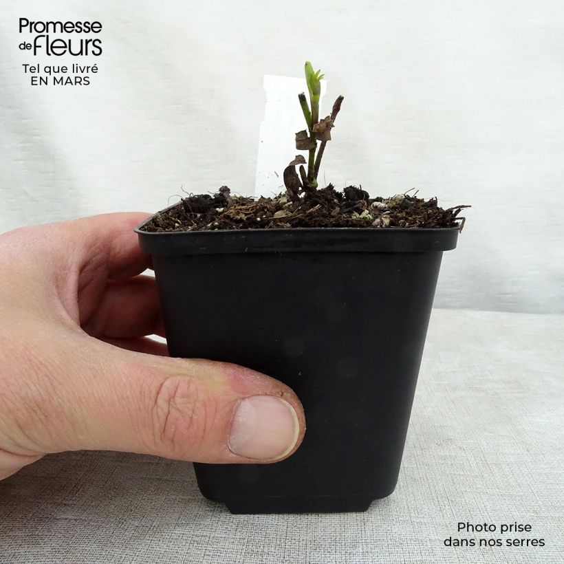 Baptisia Twilight Prairie Blues Maceta de 8/9 cm Ejemplar entregado en la primavera