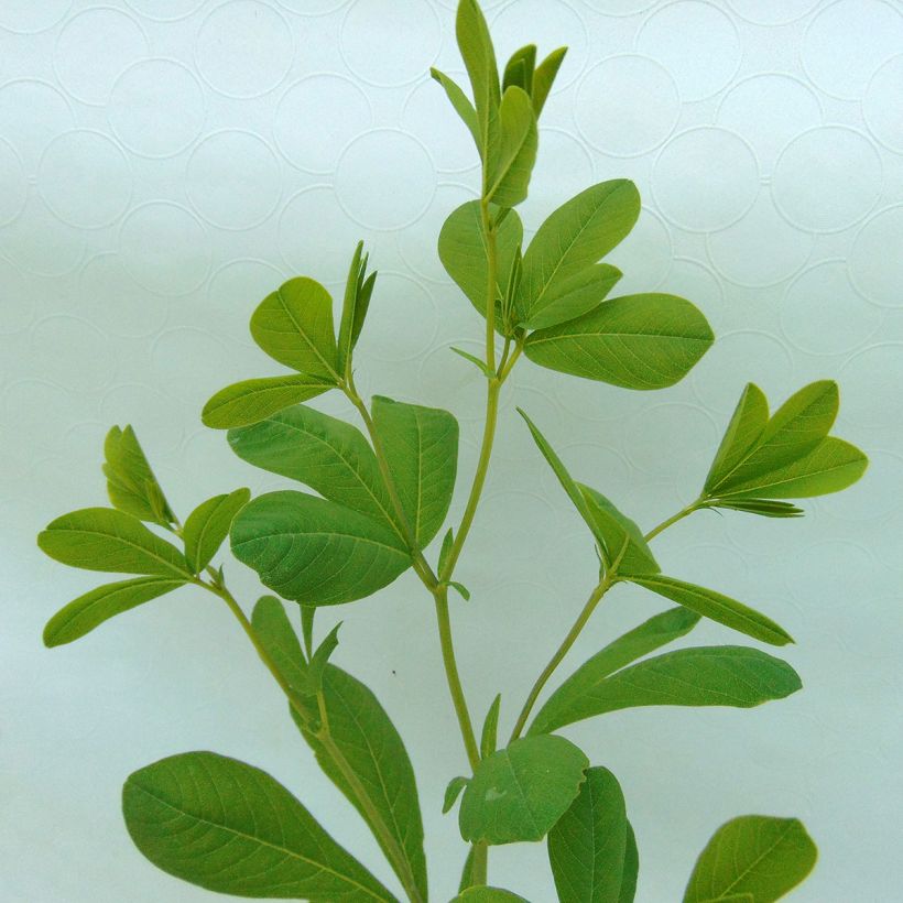 Baptisia australis - Índigo azul falso (Follaje)