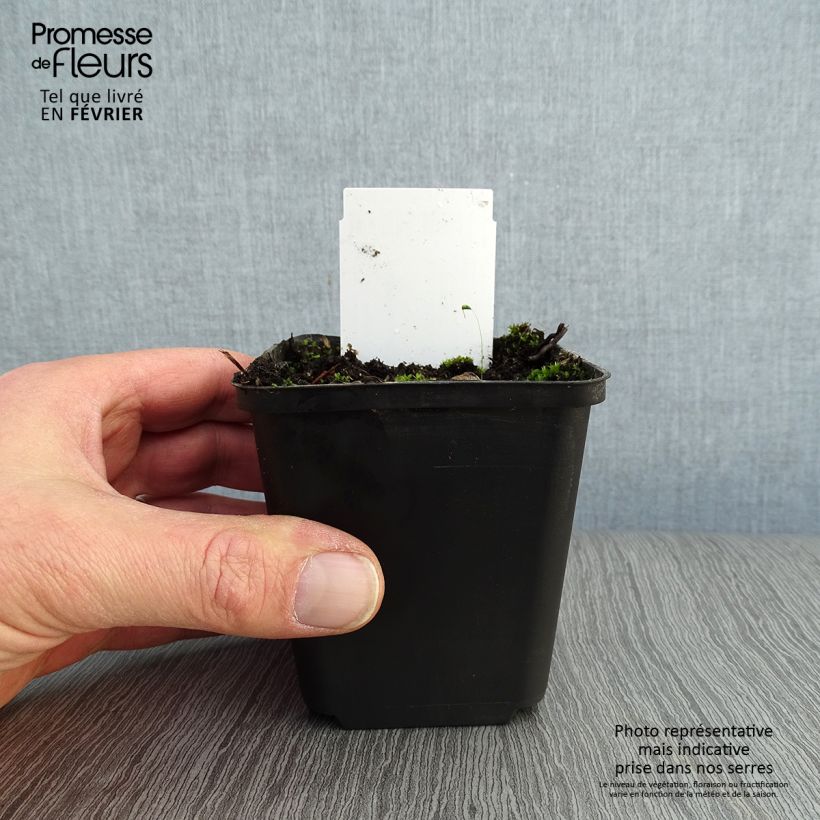 Baptisia australis - Índigo azul falso Maceta de 8/9 cm Ejemplar entregado en invierno