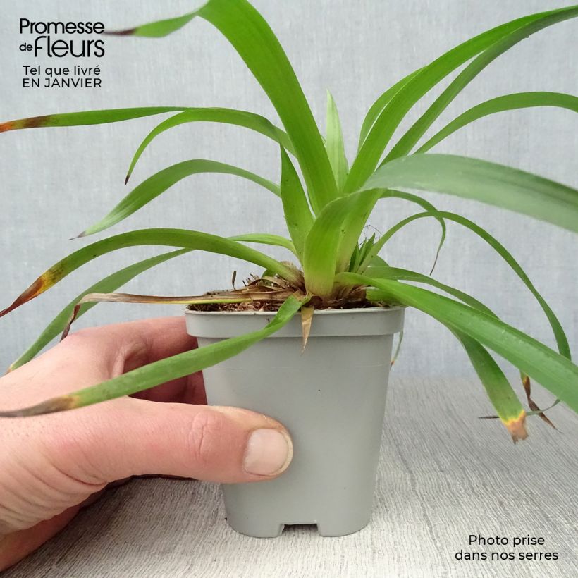 Luzula sylvatica - Lúzula del bosque Maceta de 8/9 cm Ejemplar entregado en invierno