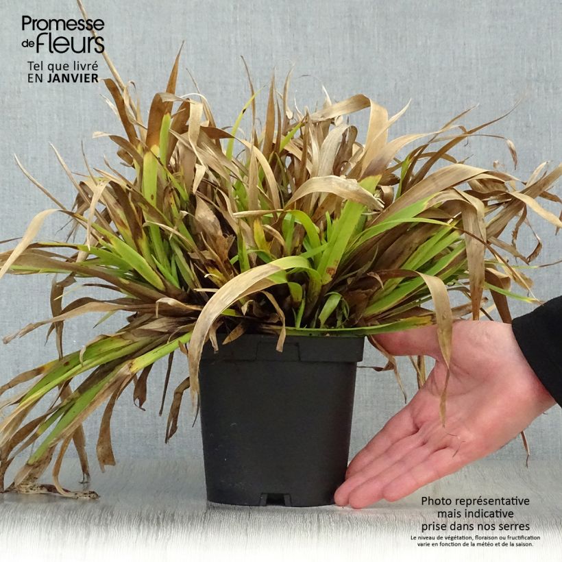 Luzula sylvatica - Lúzula del bosque Maceta 2L/3L Ejemplar entregado en invierno