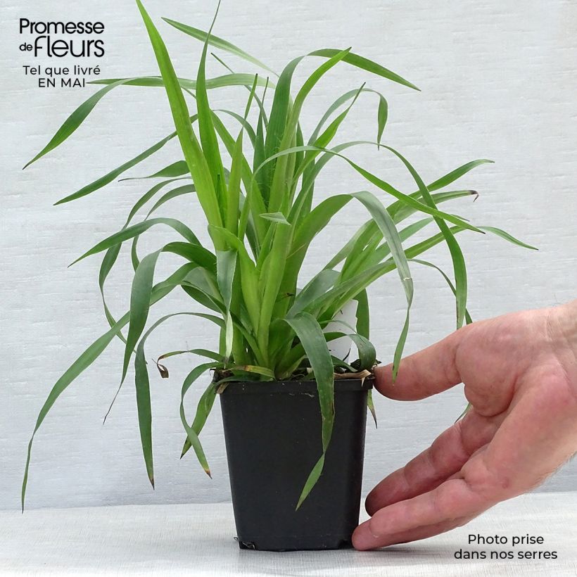 Luzula sylvatica - Lúzula del bosque Maceta de 8/9 cm Ejemplar entregado en la primavera