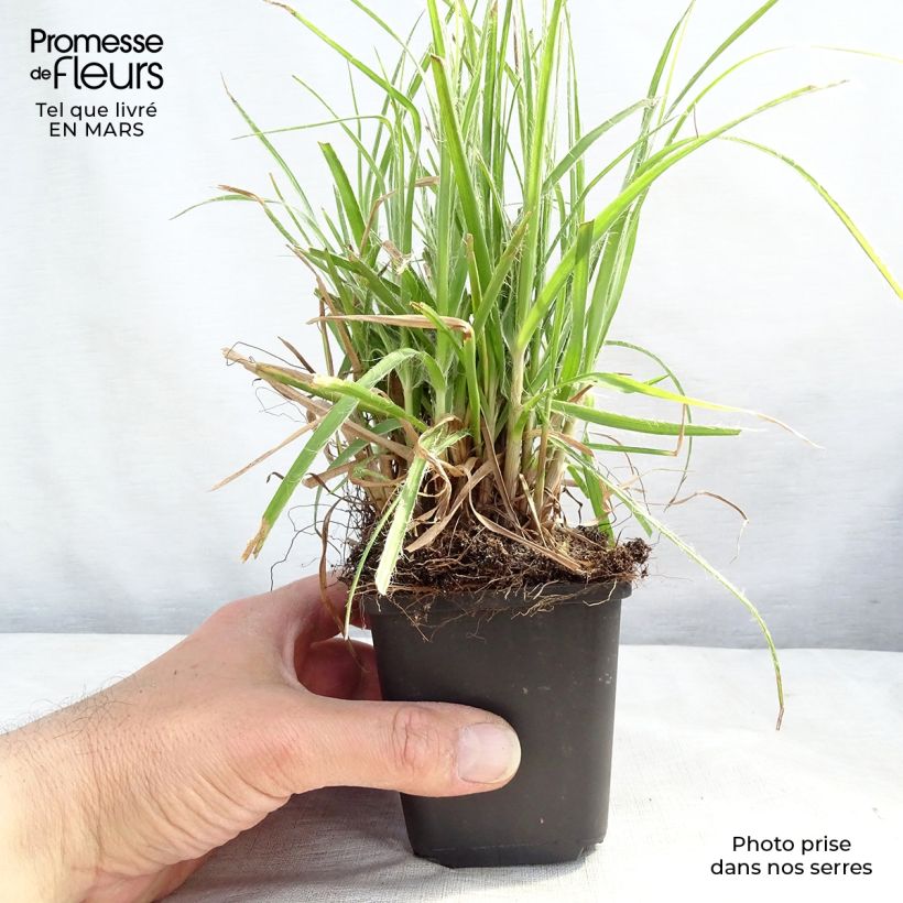 Luzula nivea Maceta de 8/9 cm Ejemplar entregado en invierno