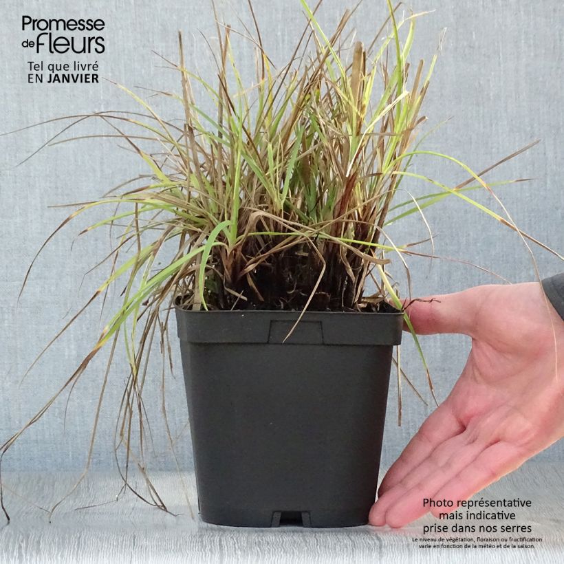 Luzula nivea Maceta 2L/3L Ejemplar entregado en invierno