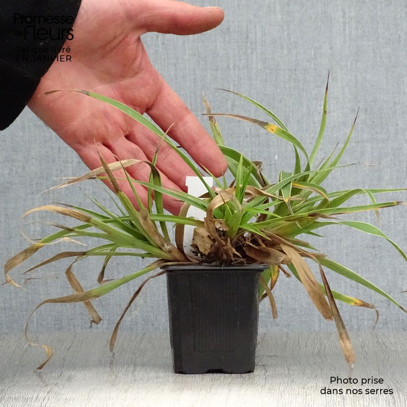 Luzula sylvatica Marginata - Lúzula del bosque Maceta de 8/9 cm Ejemplar entregado en invierno