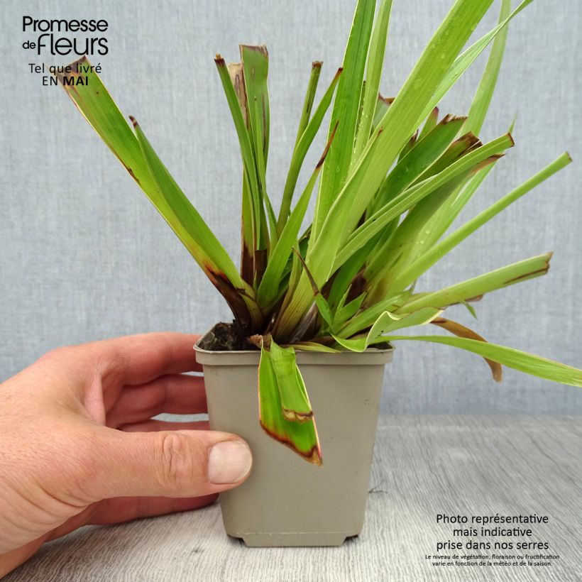 Luzula sylvatica Marginata - Lúzula del bosque Maceta de 8/9 cm Ejemplar entregado en la primavera