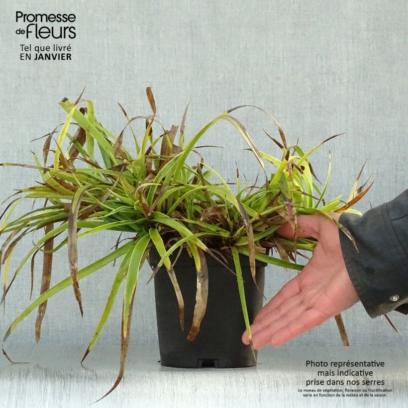 Luzula sylvatica Marginata - Lúzula del bosque Maceta 2L/3L Ejemplar entregado en invierno