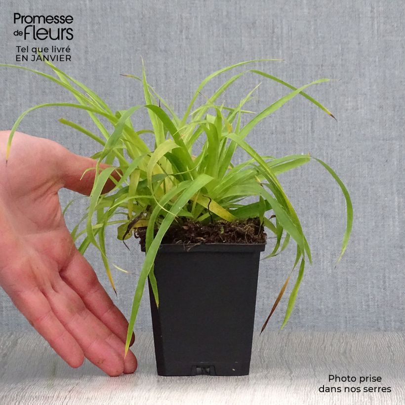 Luzula sylvatica Solar Flare - Lúzula del bosque Maceta de 8/9 cm Ejemplar entregado en invierno