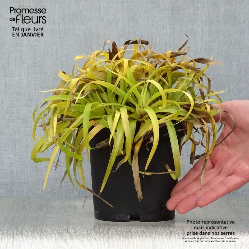 Luzula sylvatica Solar Flare - Lúzula del bosque Maceta 2L/3L Ejemplar entregado en invierno