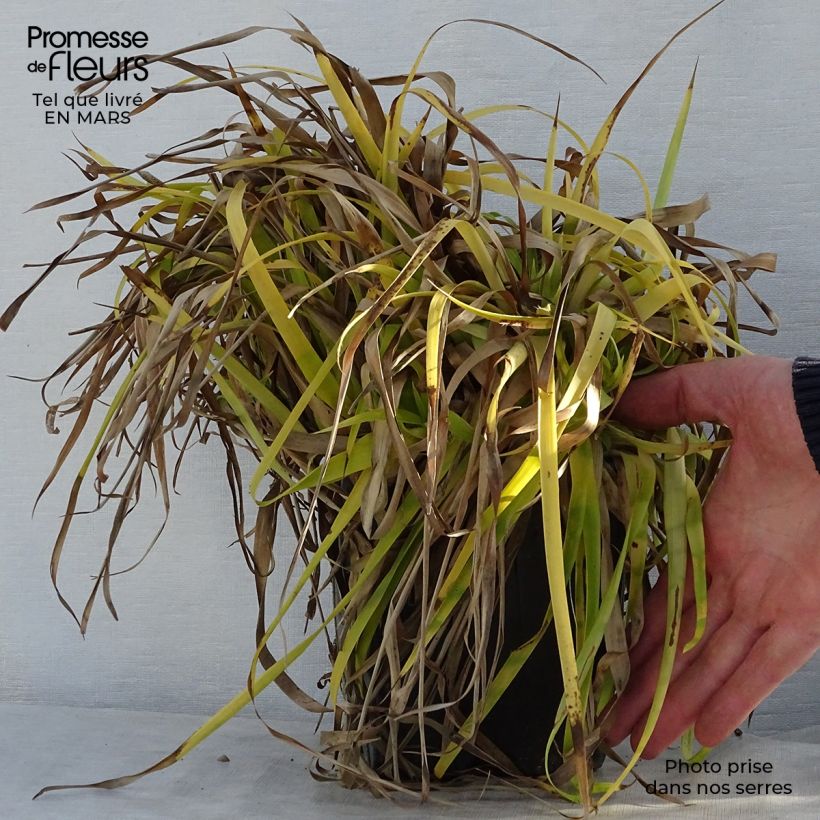 Luzula sylvatica Solar Flare - Lúzula del bosque Maceta 2L/3L Ejemplar entregado en la primavera