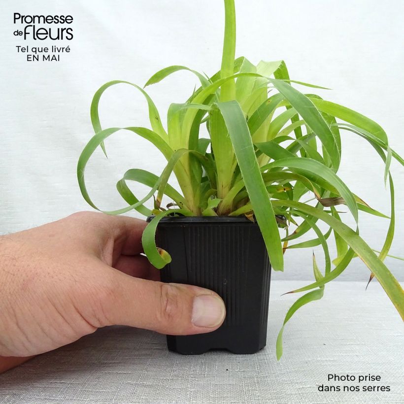 Luzula sylvatica Solar Flare - Lúzula del bosque Maceta de 8/9 cm Ejemplar entregado en la primavera