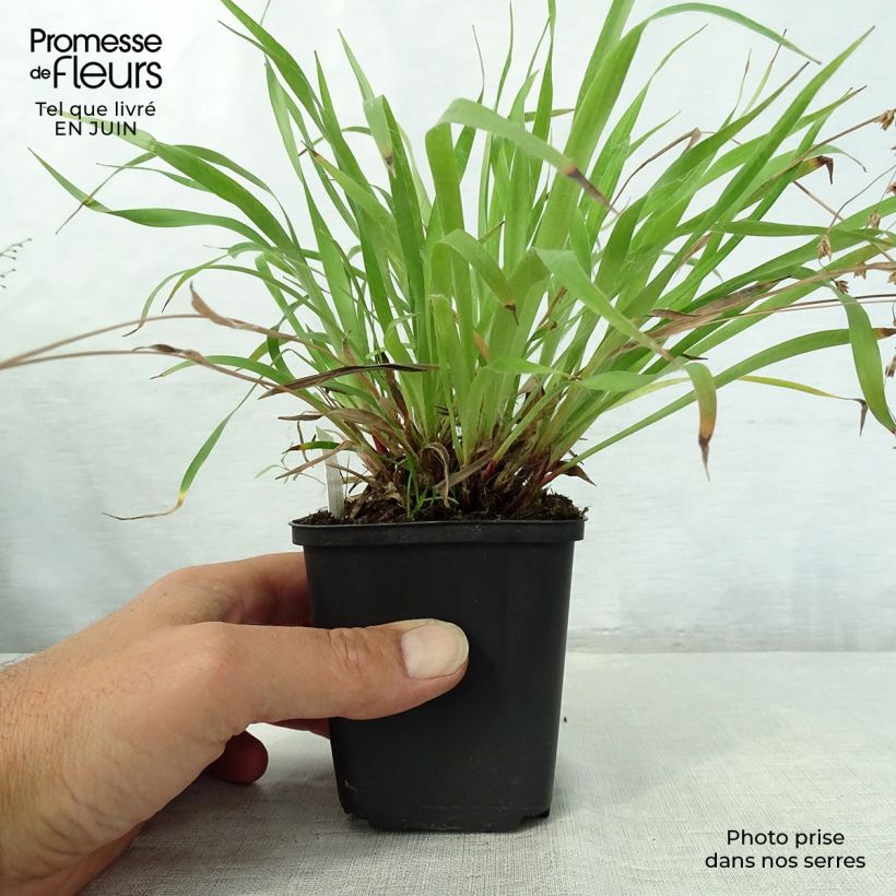 Ejemplar de Luzula pilosa Maceta de 8/9 cm entregado en verano