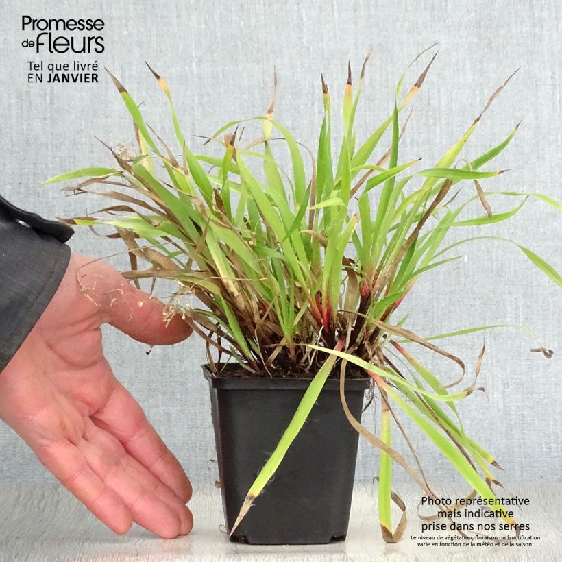 Luzula pilosa Maceta de 8/9 cm Ejemplar entregado en invierno