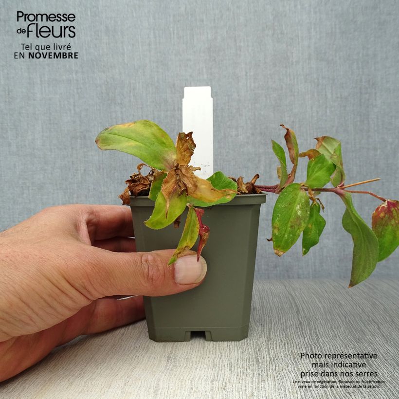 Ejemplar de Lychnis arkwrightii Vesuvius Maceta de 8/9 cm entregado en otoño