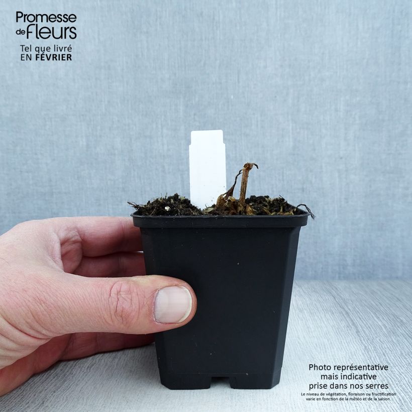 Lychnis arkwrightii Vesuvius Maceta de 8/9 cm Ejemplar entregado en invierno