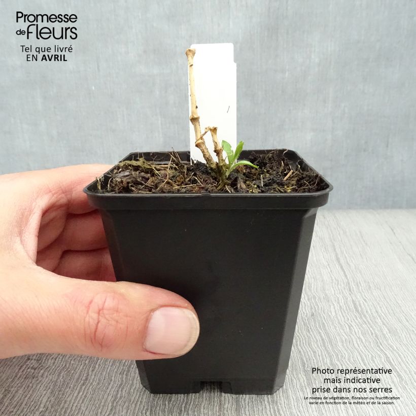 Lychnis arkwrightii Vesuvius Maceta de 8/9 cm Ejemplar entregado en la primavera