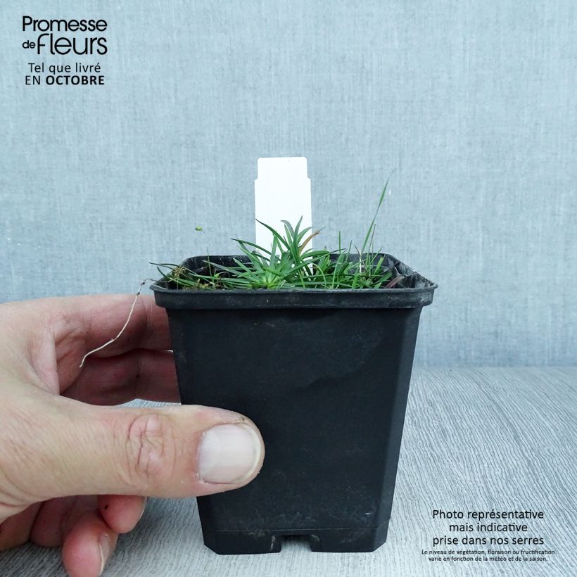 Ejemplar de Lychnis alpina Rosea Maceta de 8/9 cm entregado en otoño